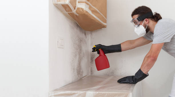 Professional Basement Mold Remediation technician working in Stevensville, MD
