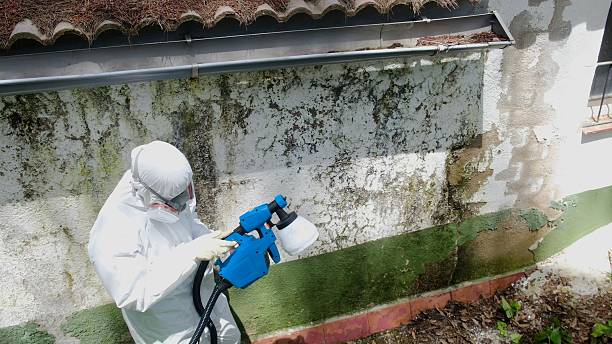 Top rated local Basement Mold Remediation specialists in Stevensville, MD